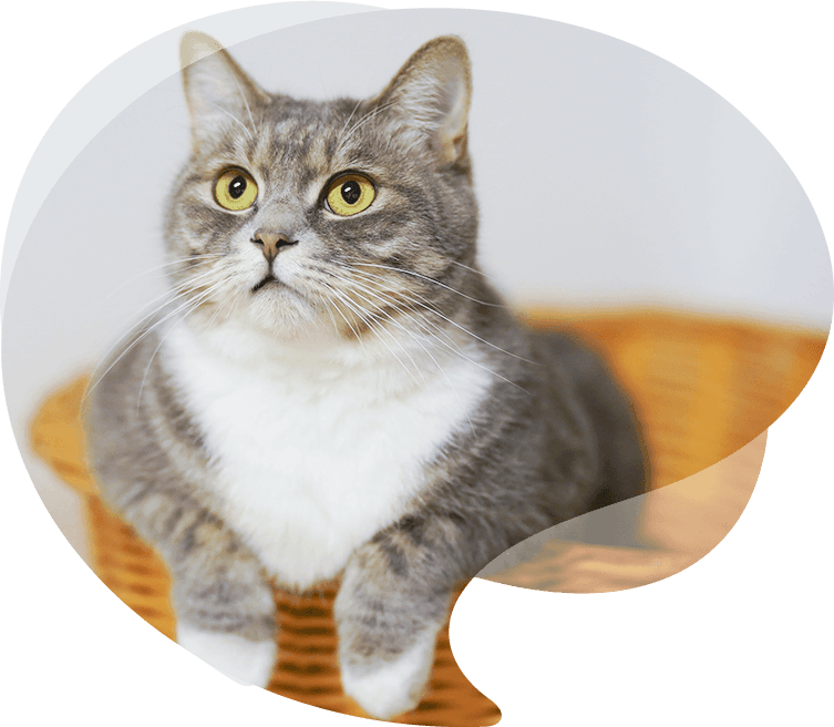Sincerus Pet Products Co., Ltd.
